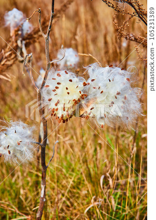 Detailed branch of milkweed cotton seed pods in nature of fall fields 105231389