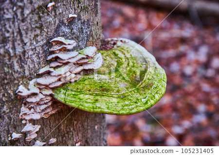 Tree trunk with smaller white shelf fungi and one large mossy fungi 105231405