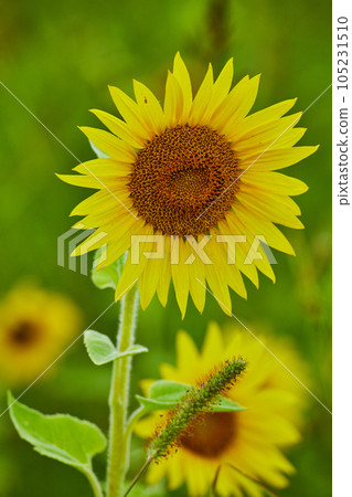 Up close on pair of two young sunflowers in garden Up close on pair of two young sunflowers in garden 105231510