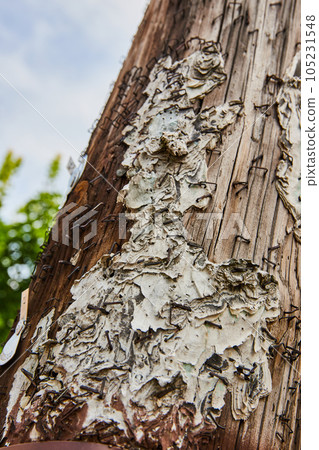 Torn paper and staples cover wood telephone pole Torn paper and staples cover wood telephone pole 105231548