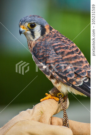 Trained American Kestrel raptor sitting on leather glove of trainer 105231589