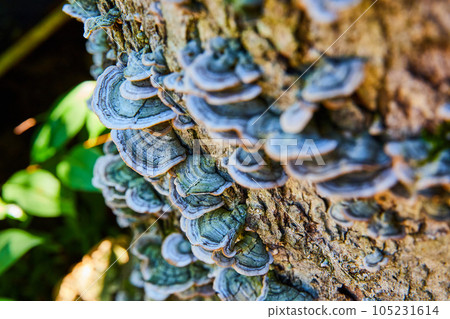 Log detail of layers of fungi mushrooms growing on bark 105231614