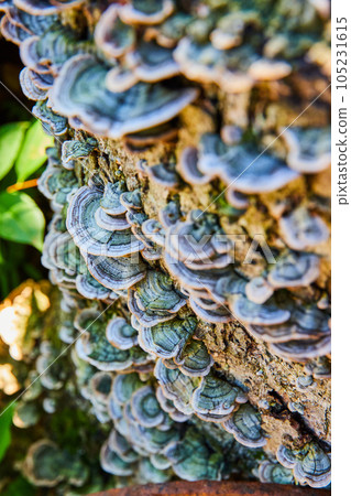 Log covering in beautiful small green fungi mushrooms 105231615