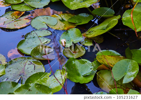 Lone lily flower on pond covered in green lily pads 105231627