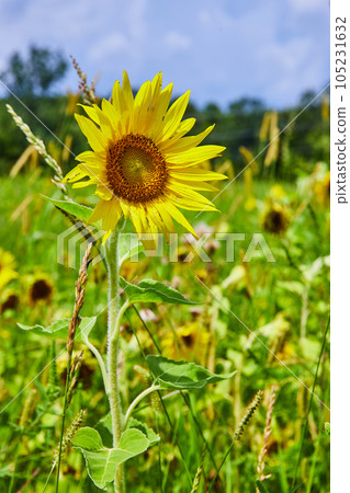 Focus on beautiful sunflower in field of flowers Focus on beautiful sunflower in field of flowers 105231632