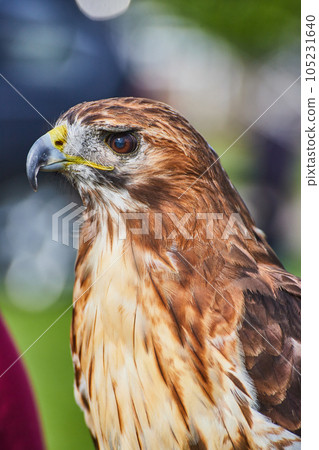 Head on Broad-winged Hawk looking sideways Head on Broad-winged Hawk looking sideways 105231640