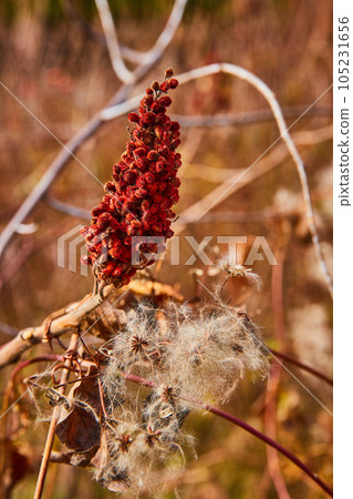 Staghorn sumac and milkweed cotton seed pods in fall fields 105231656