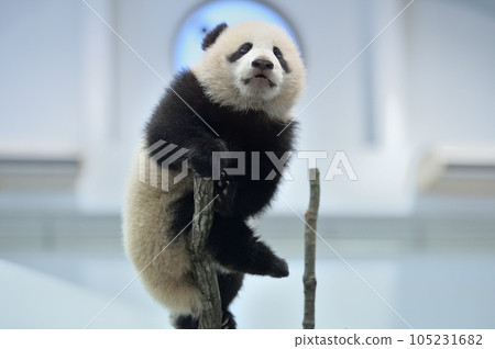 湯濱爬樹玩耍 105231682