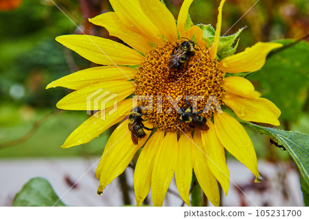 Three small sleeping bees on yellow flower 105231700