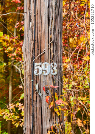 Fall foliage around wood telephone pole communications with numbers 5 9 3 in metal 105231710