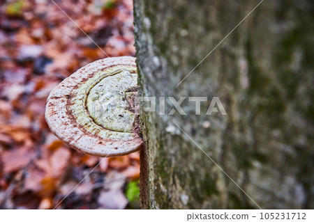 Tree detail of single mushroom fungi shelf 105231712