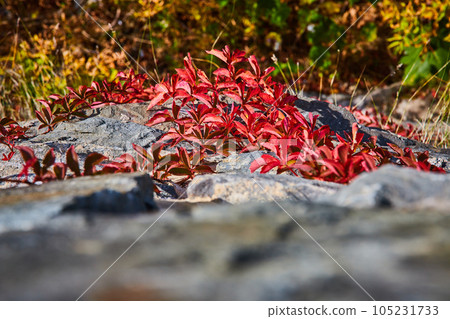 Looking down stone wall with red-leafed vines in fall growing up Looking down stone wall with red-leafed vines in fall growing up 105231733