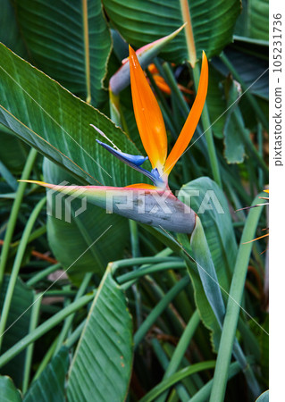 Up close vertical detail of Orange Bird of Paradise flower Up close vertical detail of Orange Bird of Paradise flower 105231736