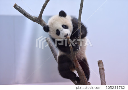 Yuhama climbing a tree and playing 105231782