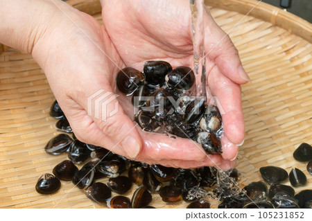 wash freshwater clams wash freshwater clams 105231852