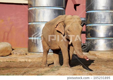 Elephant at the zoo on a summer day 105231895