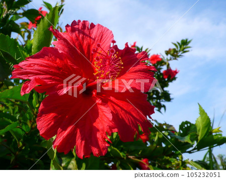 Hibiscus 105232051