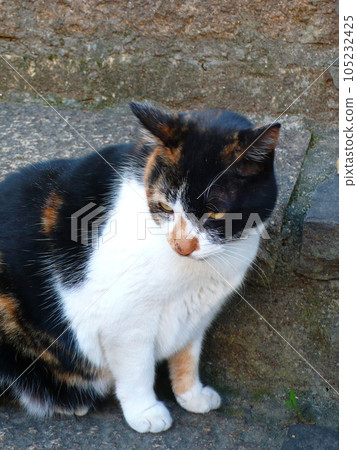 Cat  105232425