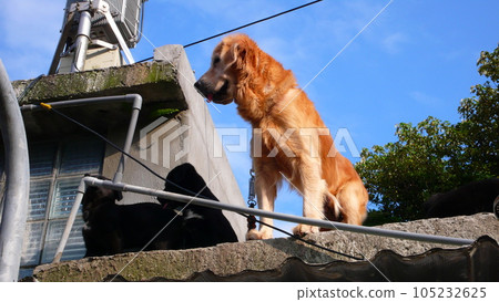 黃金獵犬 黃金獵犬 105232625