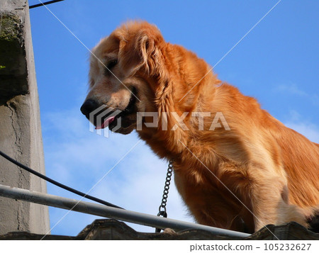 黃金獵犬 105232627