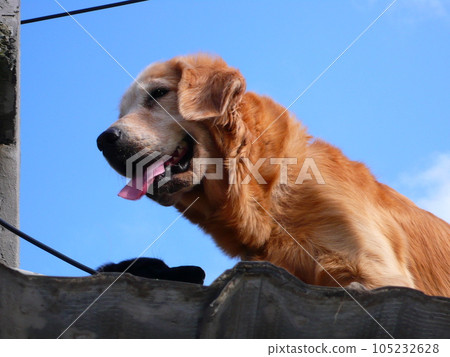 黃金獵犬 105232628