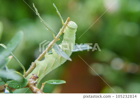 Moth larva Moth larva 105232814