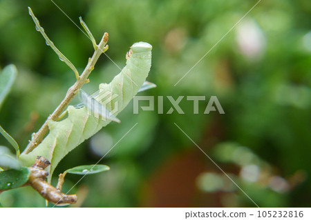 Moth larva 105232816