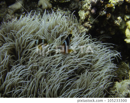 Anemonefish on a silyte sea anemone 105233300