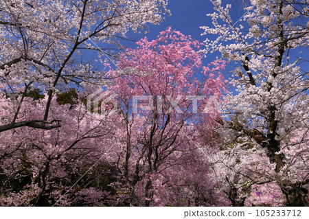 Central Ina City, Nagano Prefecture Kohiganzakura and Somei Yoshino cherry trees in the precincts of Ina Higashi Taisha Shrine, which is located in Ina Park, a famous spot for cherry blossoms 105233712