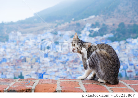 Chef and cat Chef and cat 105233907