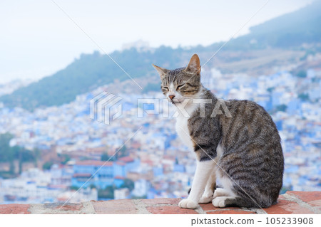 Chef and cat Chef and cat 105233908