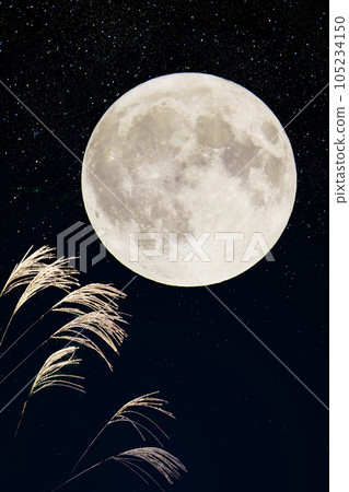 Susuki and the full moon 105234150