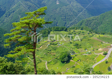 岐阜天空茶園的馬丘比丘(岐阜縣揖斐川町) 岐阜天空茶園的馬丘比丘(岐阜縣揖斐川町) 105234223