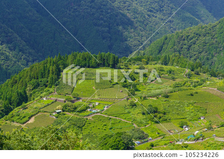 岐阜天空茶園的馬丘比丘(岐阜縣揖斐川町) 岐阜天空茶園的馬丘比丘(岐阜縣揖斐川町) 105234226