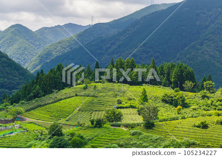 Machu Picchu in Gifu Tea Plantation in the Sky (Ibigawa Town, Gifu Prefecture) Machu Picchu in Gifu Tea Plantation in the Sky (Ibigawa Town, Gifu Prefecture) 105234227
