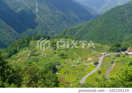 岐阜天空茶園的馬丘比丘（岐阜縣揖斐川町） 105234229