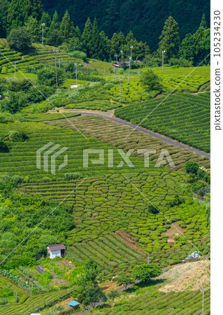 岐阜天空茶園的馬丘比丘(岐阜縣揖斐川町) 岐阜天空茶園的馬丘比丘(岐阜縣揖斐川町) 105234230