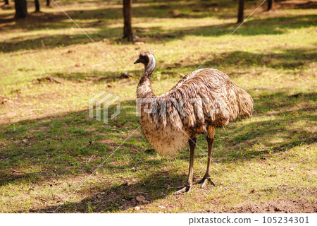 animals walking in the park, close-up. High quality photo animals walking in the park, close-up. High quality photo 105234301