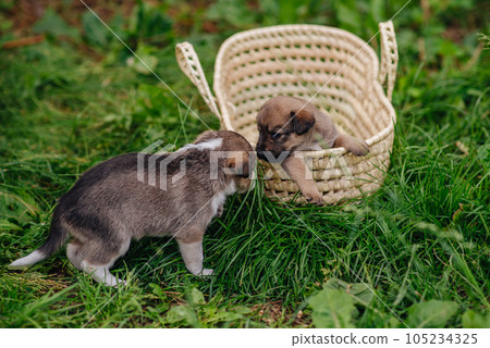little cute puppy and a good friend. dog training. Be my friend. Puppy in a basket. High quality photo little cute puppy and a good friend. dog training. Be my friend. Puppy in a basket. High quality photo 105234325
