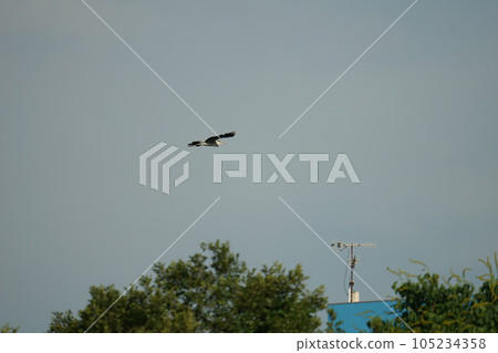 gray heron flying gracefully 105234358