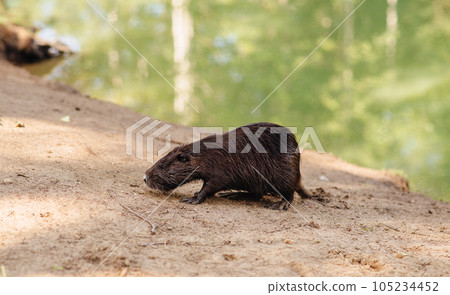 animals walking in the park, close-up. High quality photo animals walking in the park, close-up. High quality photo 105234452