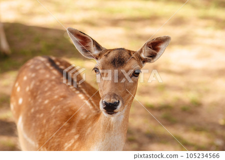 animals walking in the park, close-up. High quality photo 105234566