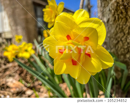 Beautifully bloomed double-flowered daffodils Beautifully bloomed double-flowered daffodils 105234852