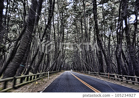 唐津松林 105234927