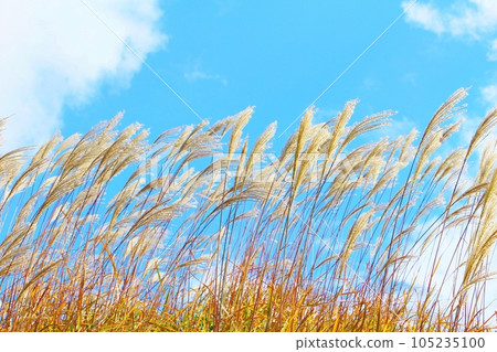 Autumn sky and Susuki Autumn sky and Susuki 105235100