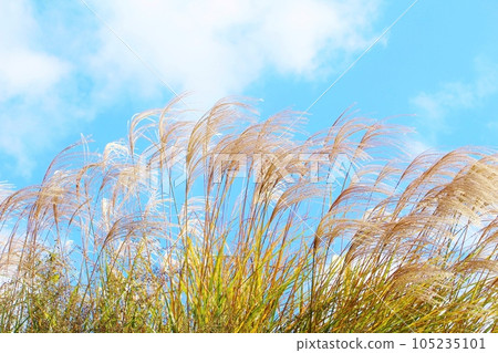 Autumn sky and Susuki Autumn sky and Susuki 105235101