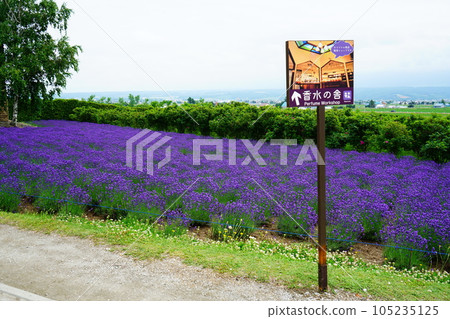 北海道富田農場 105235125