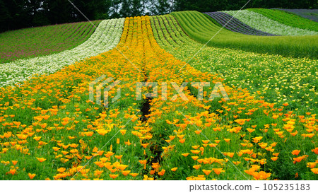 北海道富田農場 105235183