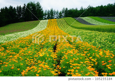 北海道富田農場 105235184