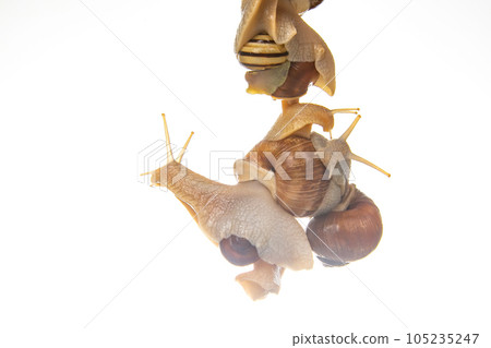 Snails hanging on top of each other on a white background. Animal world in nature. Snails hanging on top of each other on a white background. Animal world in nature. 105235247